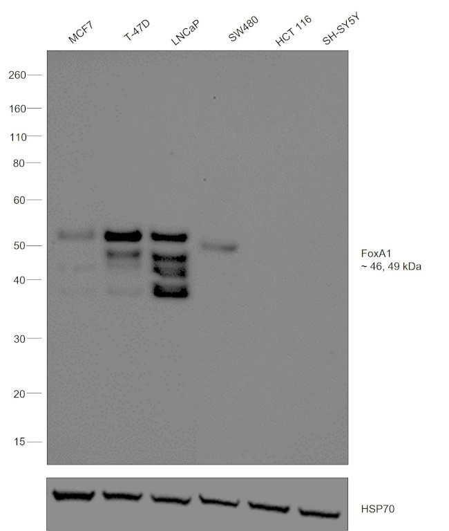 FOXA1 Antibody