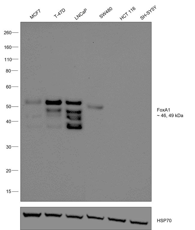 FOXA1 Antibody in Western Blot (WB)