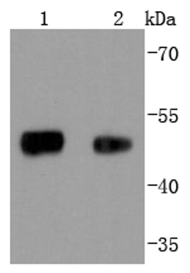 FOXA1 Antibody in Western Blot (WB)