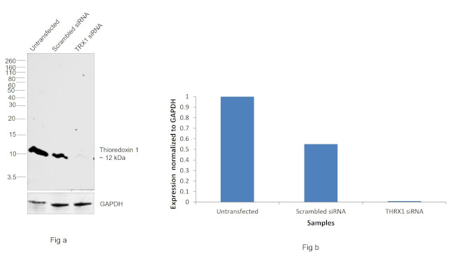 Thioredoxin 1 Antibody