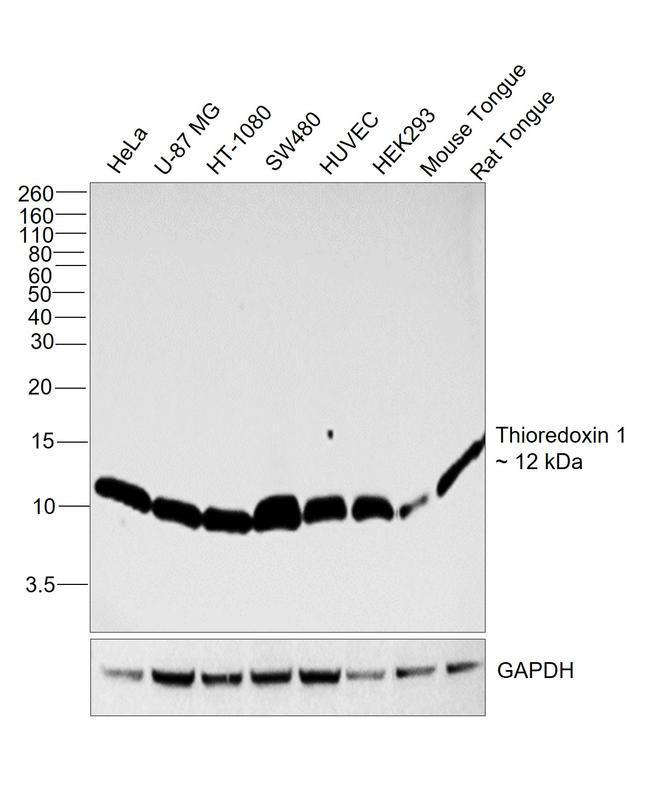 Thioredoxin 1 Antibody in Western Blot (WB)