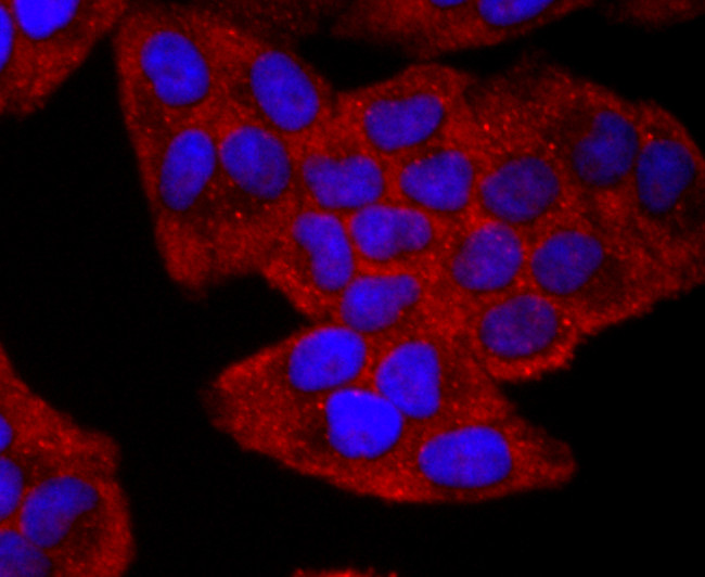 CD19 Antibody in Immunocytochemistry (ICC/IF)