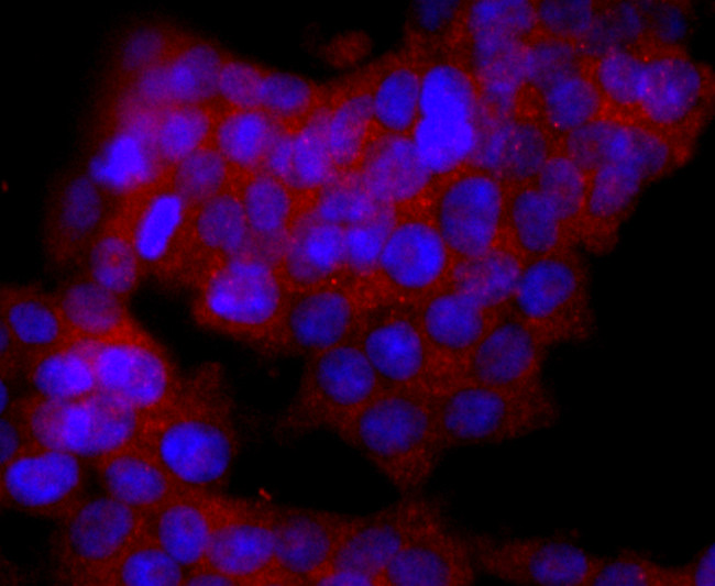 CD19 Antibody in Immunocytochemistry (ICC/IF)