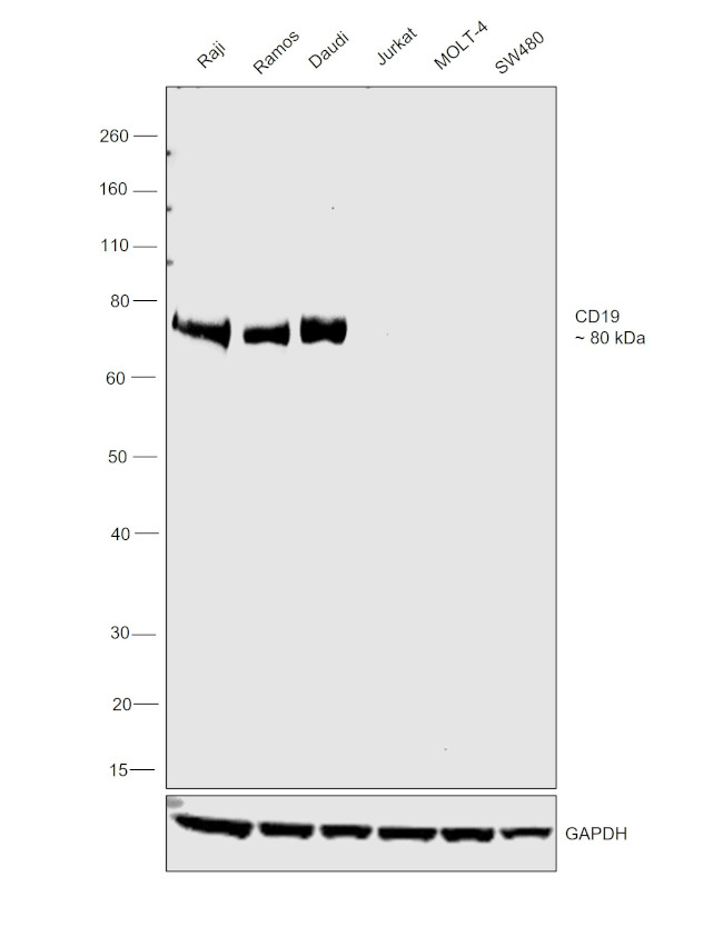 CD19 Antibody in Western Blot (WB)