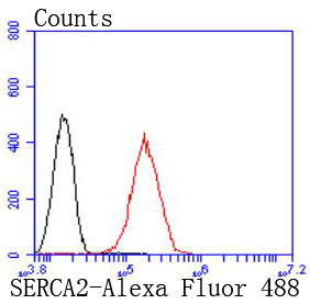 SERCA2 ATPase Antibody in Flow Cytometry (Flow)