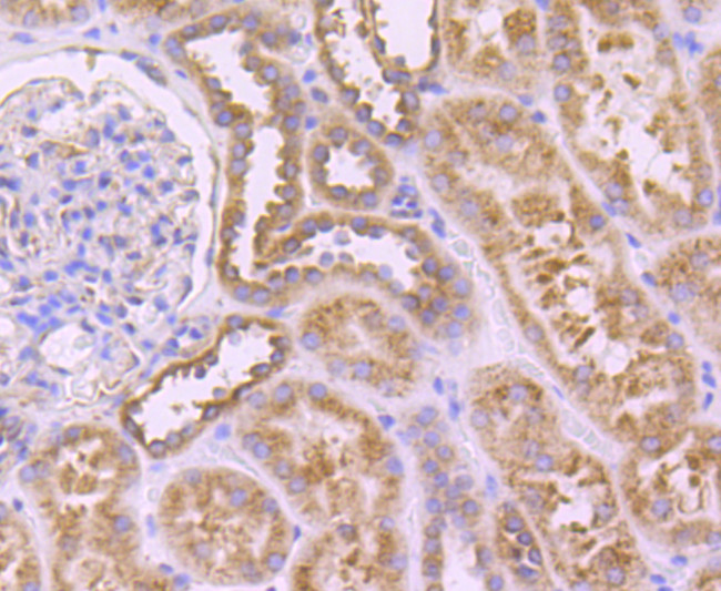 SERCA2 ATPase Antibody in Immunohistochemistry (Paraffin) (IHC (P))