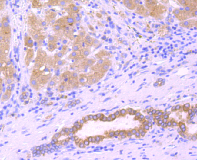 SERCA2 ATPase Antibody in Immunohistochemistry (Paraffin) (IHC (P))