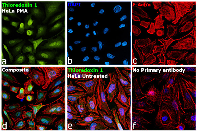 Thioredoxin 1 Antibody in Immunocytochemistry (ICC/IF)