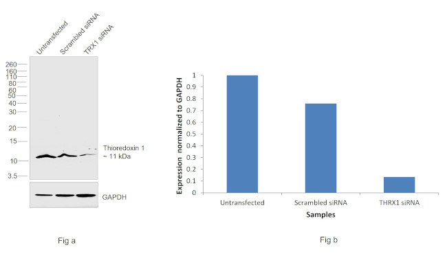 Thioredoxin 1 Antibody