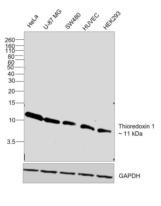 Thioredoxin 1 Antibody in Western Blot (WB)