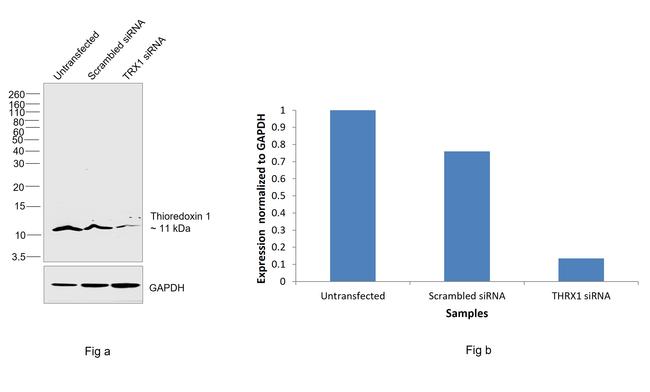 Thioredoxin 1 Antibody in Western Blot (WB)