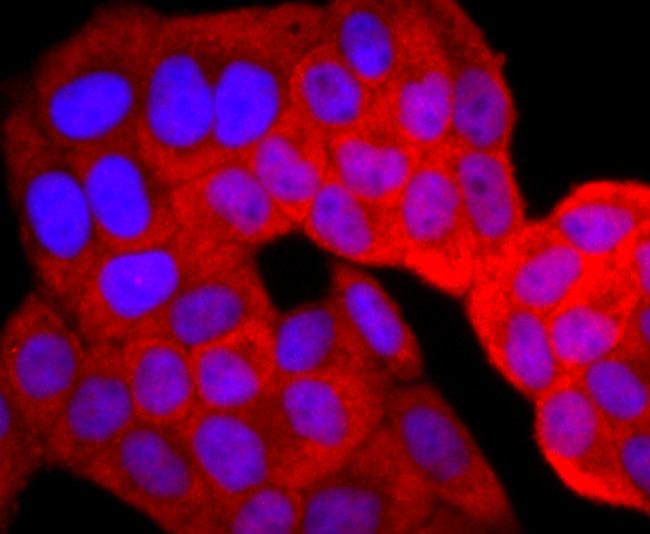 Thioredoxin 1 Antibody in Immunocytochemistry (ICC/IF)