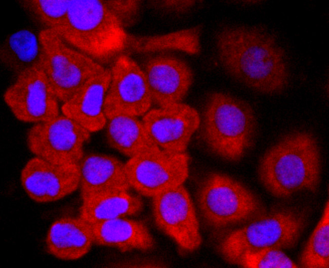 Thioredoxin 1 Antibody in Immunocytochemistry (ICC/IF)