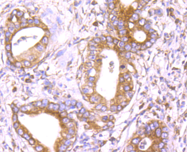 CHOP Antibody in Immunohistochemistry (Paraffin) (IHC (P))