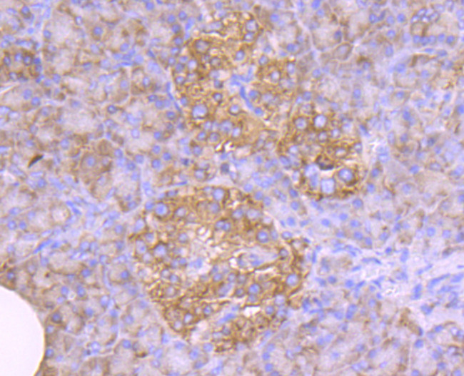 CHOP Antibody in Immunohistochemistry (Paraffin) (IHC (P))