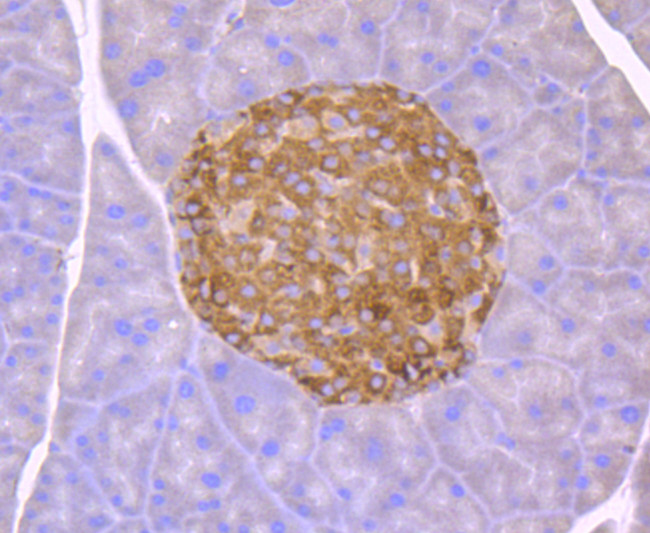 CHOP Antibody in Immunohistochemistry (Paraffin) (IHC (P))