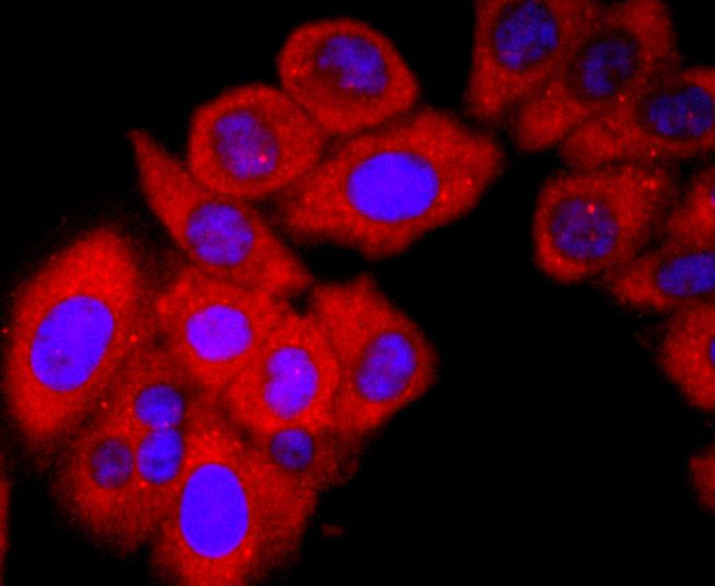 GC Antibody in Immunocytochemistry (ICC/IF)