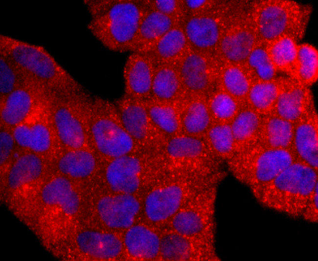 AHR Antibody in Immunocytochemistry (ICC/IF)