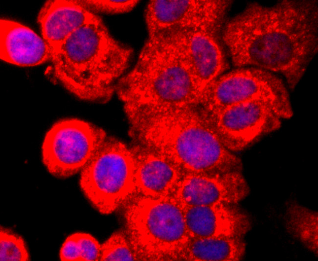 AHR Antibody in Immunocytochemistry (ICC/IF)