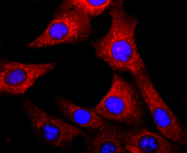 AHR Antibody in Immunocytochemistry (ICC/IF)