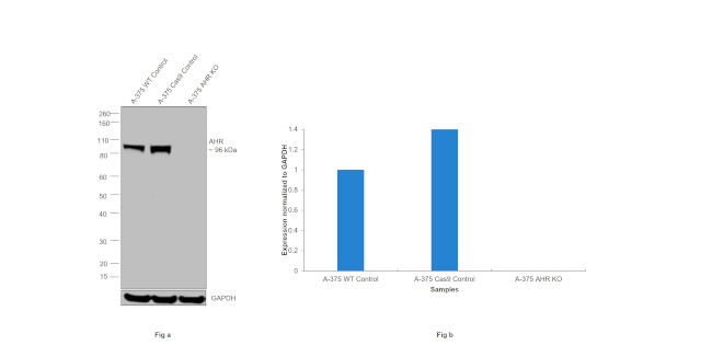 AHR Antibody