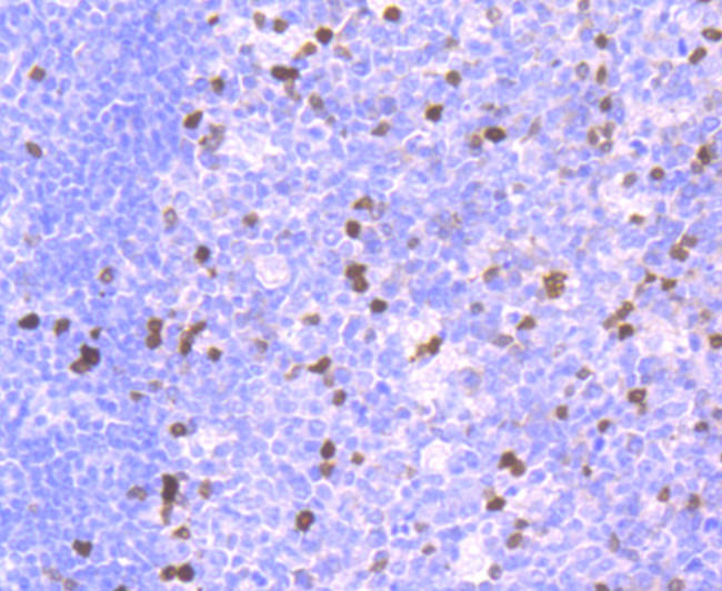 Parvalbumin Antibody in Immunohistochemistry (Paraffin) (IHC (P))