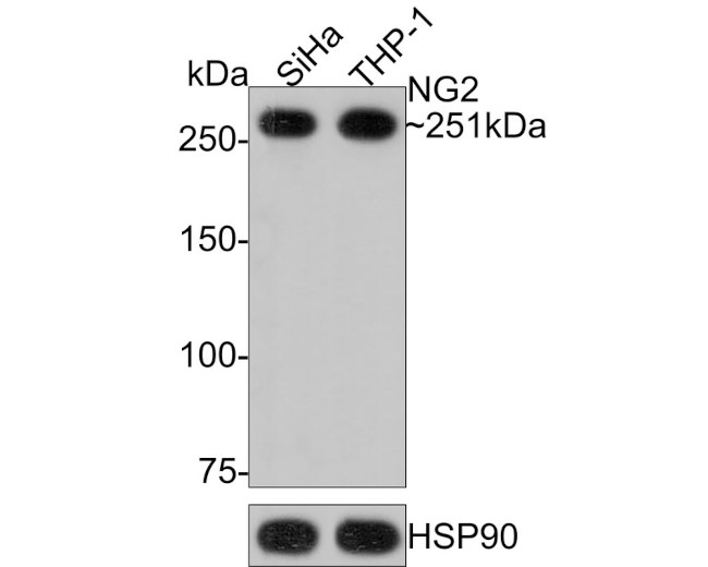 Neural/Glial Antigen 2 (NG2) Antibody in Western Blot (WB)