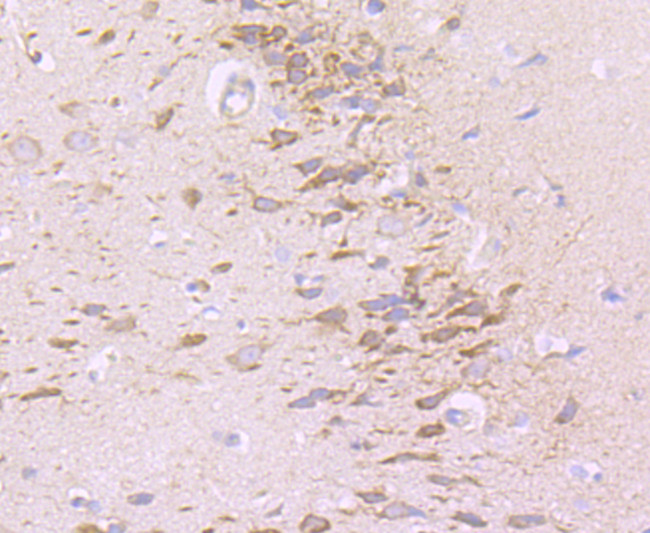 Neural/Glial Antigen 2 (NG2) Antibody in Immunohistochemistry (Paraffin) (IHC (P))