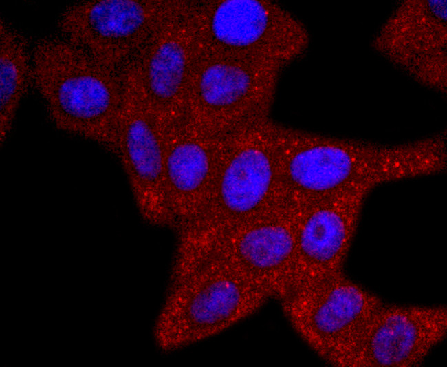 ERCC1 Antibody in Immunocytochemistry (ICC/IF)