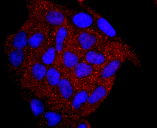 Myeloperoxidase Antibody in Immunocytochemistry (ICC/IF)