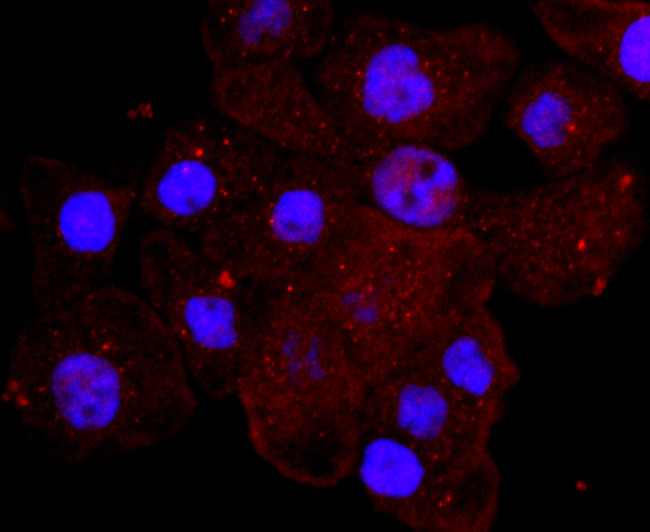 Myeloperoxidase Antibody in Immunocytochemistry (ICC/IF)