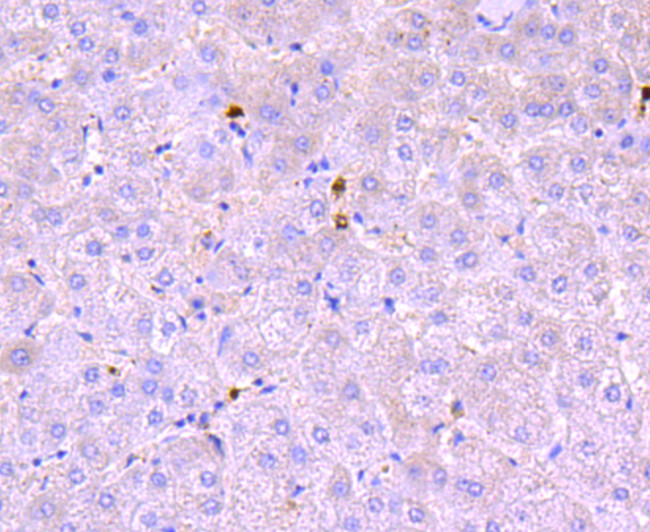 Myeloperoxidase Antibody in Immunohistochemistry (Paraffin) (IHC (P))