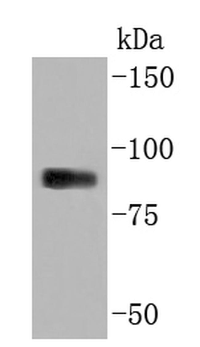 Myeloperoxidase Antibody in Western Blot (WB)