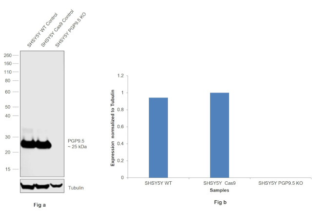 PGP9.5 Antibody