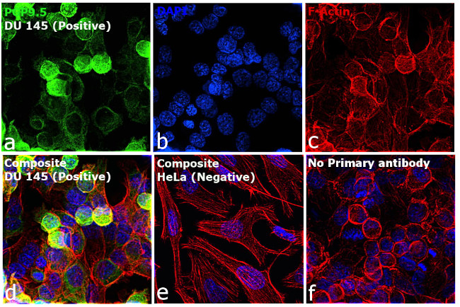 PGP9.5 Antibody