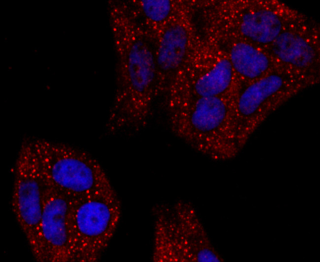 Haptoglobin Antibody in Immunocytochemistry (ICC/IF)