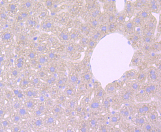 Haptoglobin Antibody in Immunohistochemistry (Paraffin) (IHC (P))