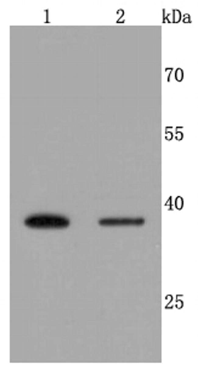 Haptoglobin Antibody in Western Blot (WB)