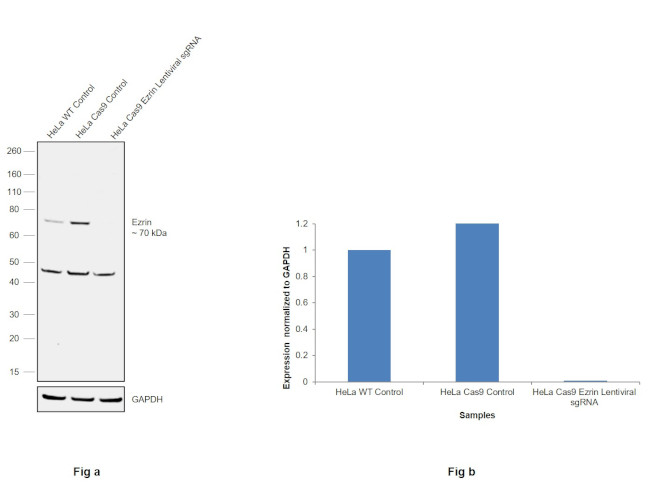 Ezrin Antibody