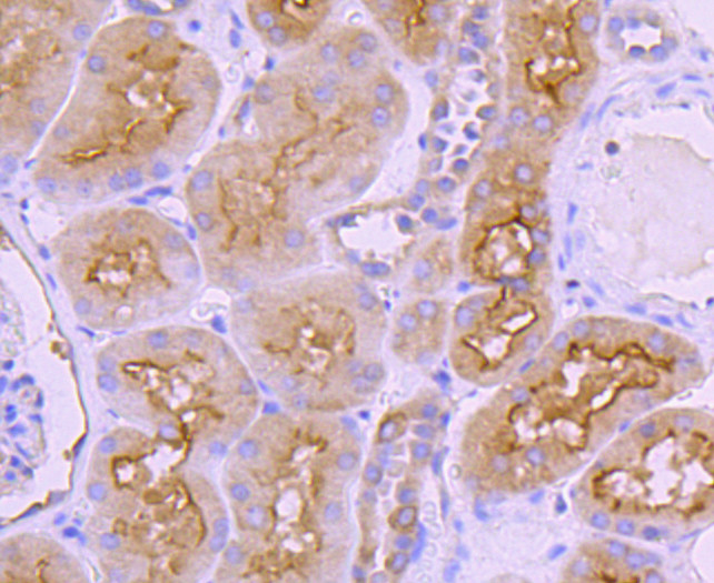 Ezrin Antibody in Immunohistochemistry (Paraffin) (IHC (P))