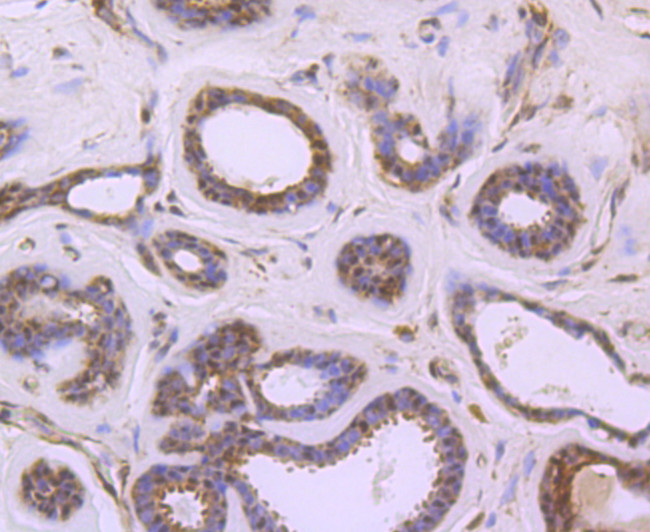 S1P1 Antibody in Immunohistochemistry (Paraffin) (IHC (P))