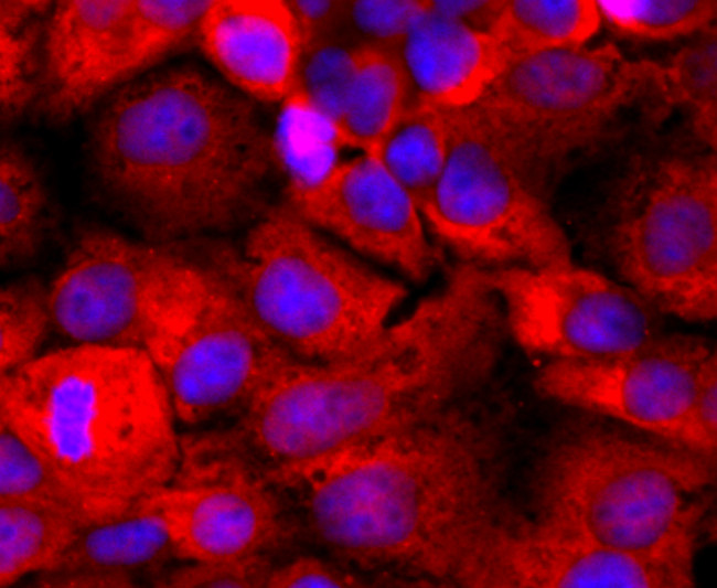 CD59 (Protectin) Antibody in Immunocytochemistry (ICC/IF)