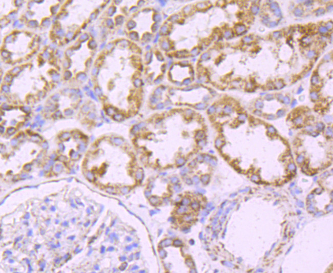 ATP Synthase beta Antibody in Immunohistochemistry (Paraffin) (IHC (P))