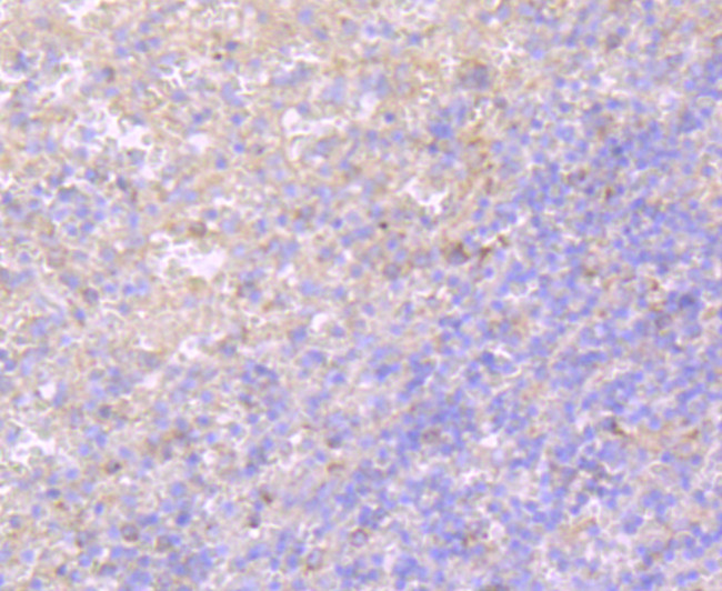TLR5 Antibody in Immunohistochemistry (Paraffin) (IHC (P))