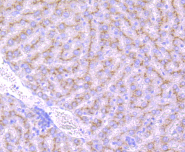 GBA Antibody in Immunohistochemistry (Paraffin) (IHC (P))