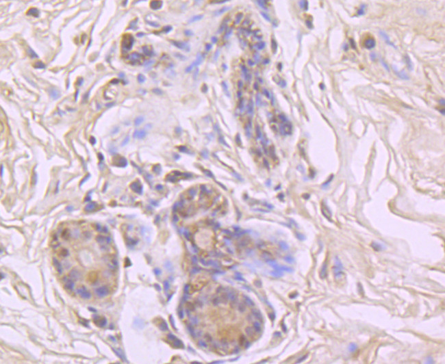 Cyclophilin A Antibody in Immunohistochemistry (Paraffin) (IHC (P))