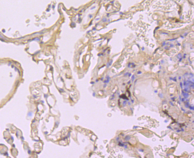 Cyclophilin A Antibody in Immunohistochemistry (Paraffin) (IHC (P))