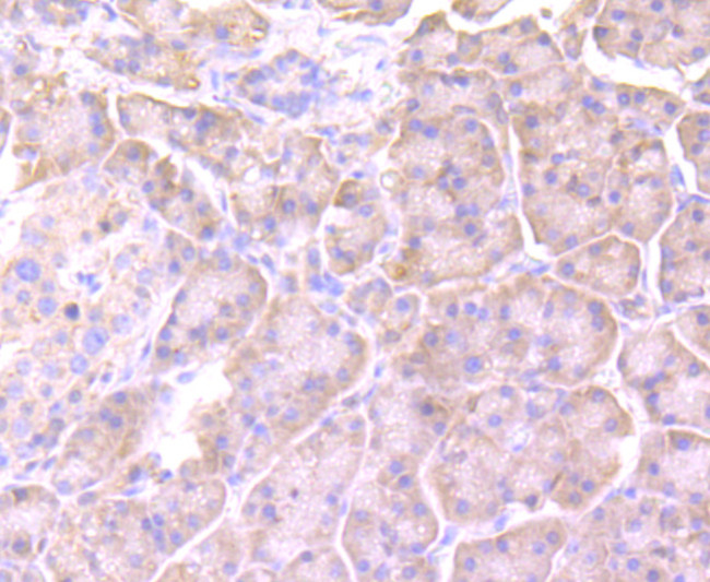 Cyclophilin A Antibody in Immunohistochemistry (Paraffin) (IHC (P))