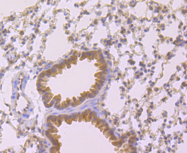 Cyclophilin A Antibody in Immunohistochemistry (Paraffin) (IHC (P))