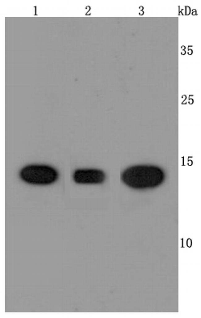 Cyclophilin A Antibody in Western Blot (WB)